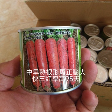 九州红杂交胡萝卜种子表皮光滑根长22厘米收尾早商品性好