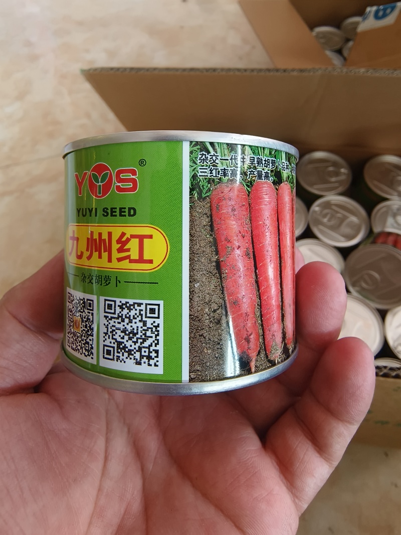 九州红杂交胡萝卜种子表皮光滑根长22厘米收尾早商品性好