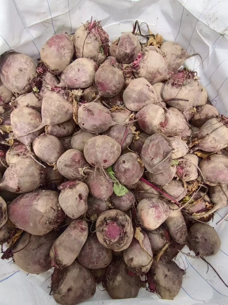 红甜菜甜菜头甜菜疙瘩