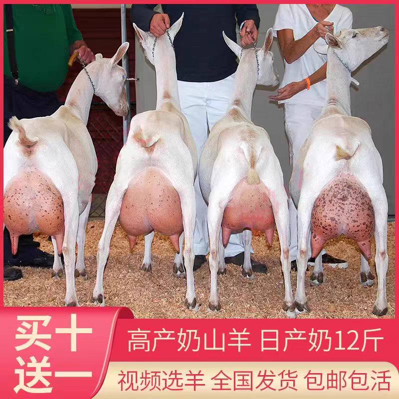 纯种萨能奶山羊小羊奶山羊怀孕母羊萨能奶山羊种公羊