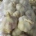 常年采购白紫皮净蒜头，寻全国供应商（4.5-6.0公分