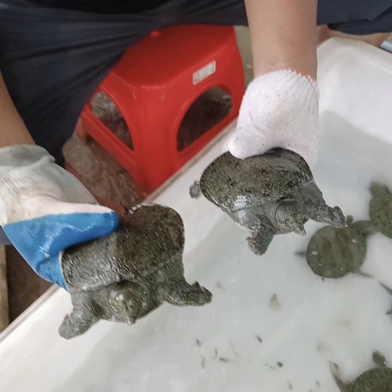 温室甲鱼规格齐全大棚甲鱼