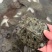 温室甲鱼规格齐全大棚甲鱼