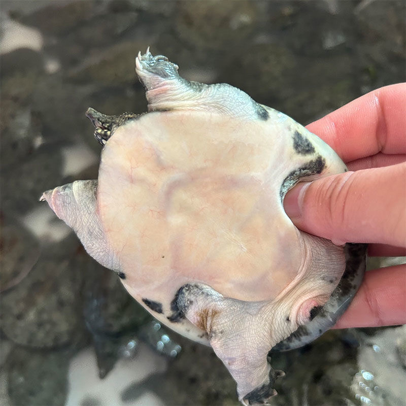 温室甲鱼规格齐全大棚甲鱼