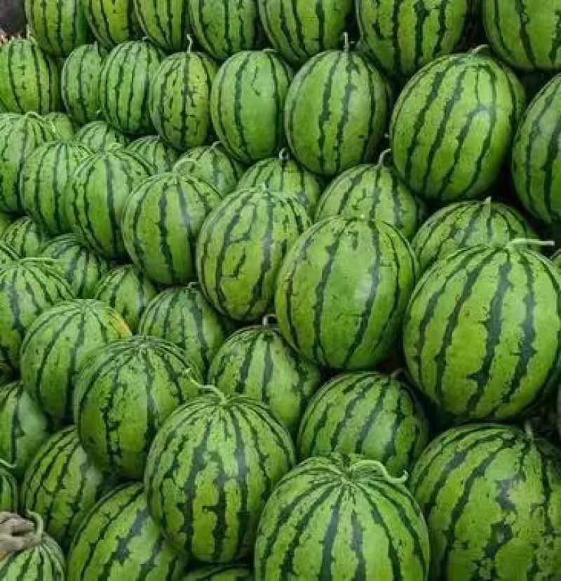 【精品】东北吉林地雷西瓜支持视频看货质量保证