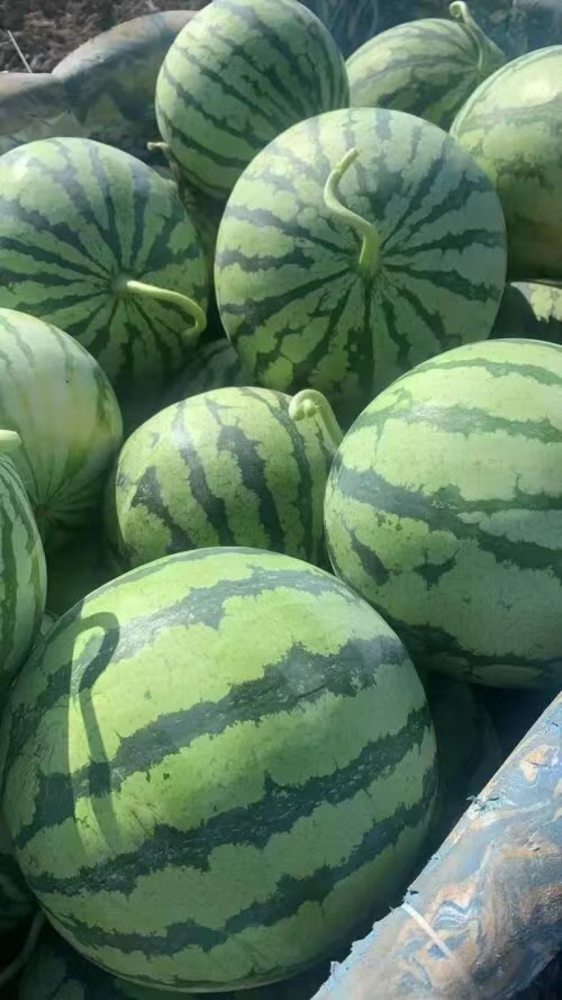 【精品】东北吉林地雷西瓜支持视频看货质量保证