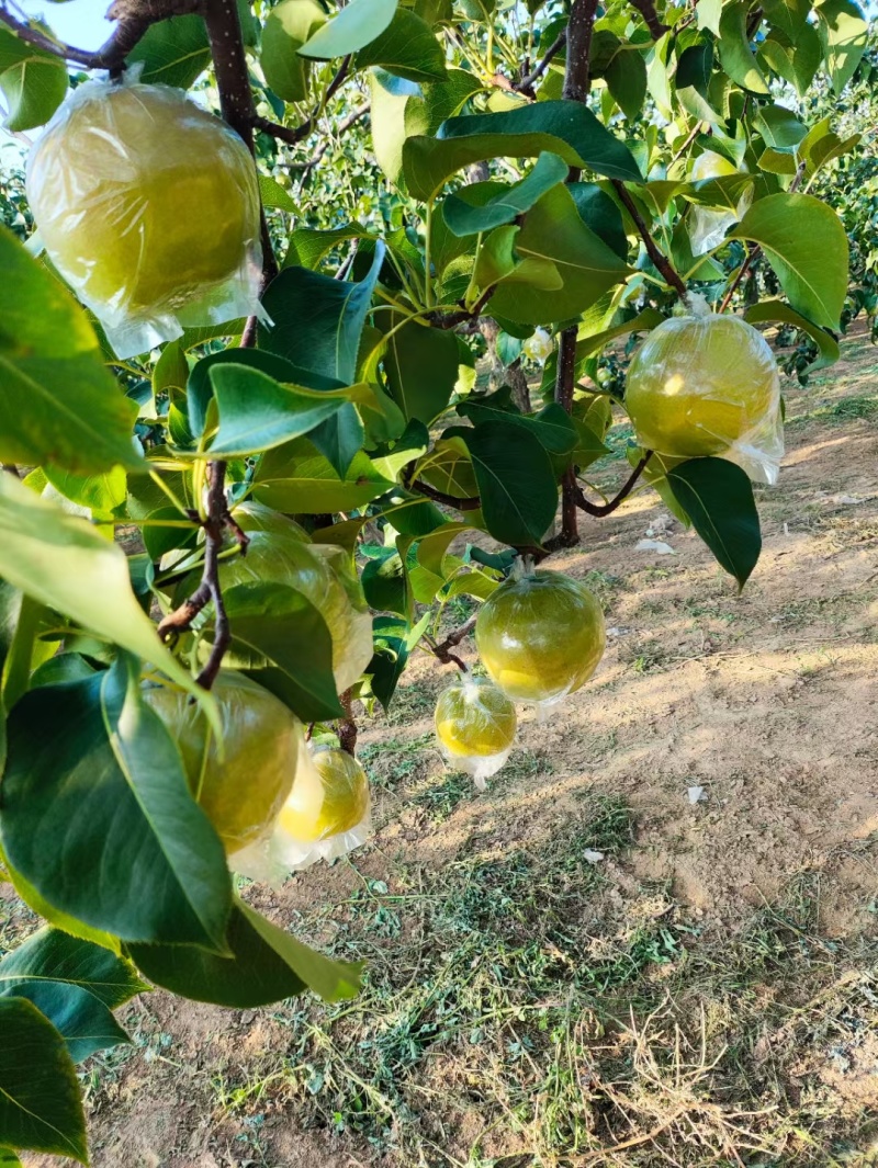 隰县正宗玉露香梨