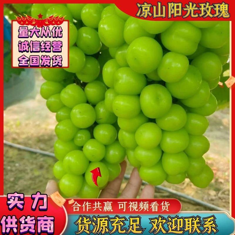 四川葡萄阳光玫瑰产地直供量大从优全国发货商超