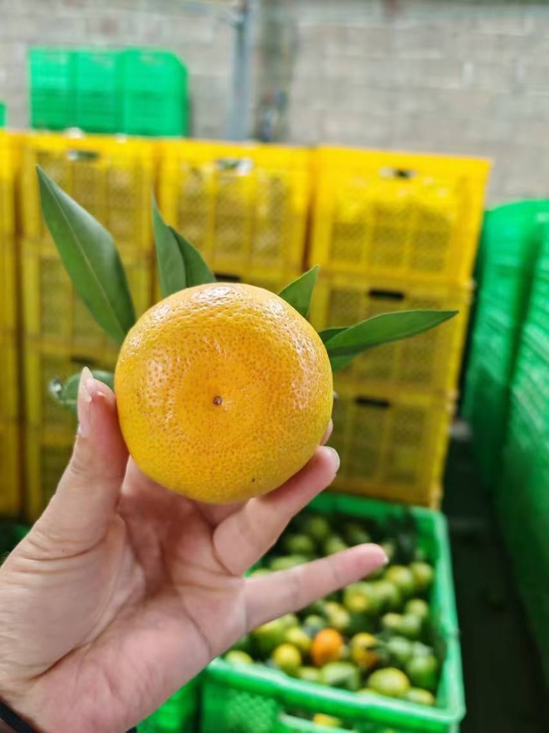 蜜桔湖北蜜桔大量上市中规格齐全产地直供品质保障
