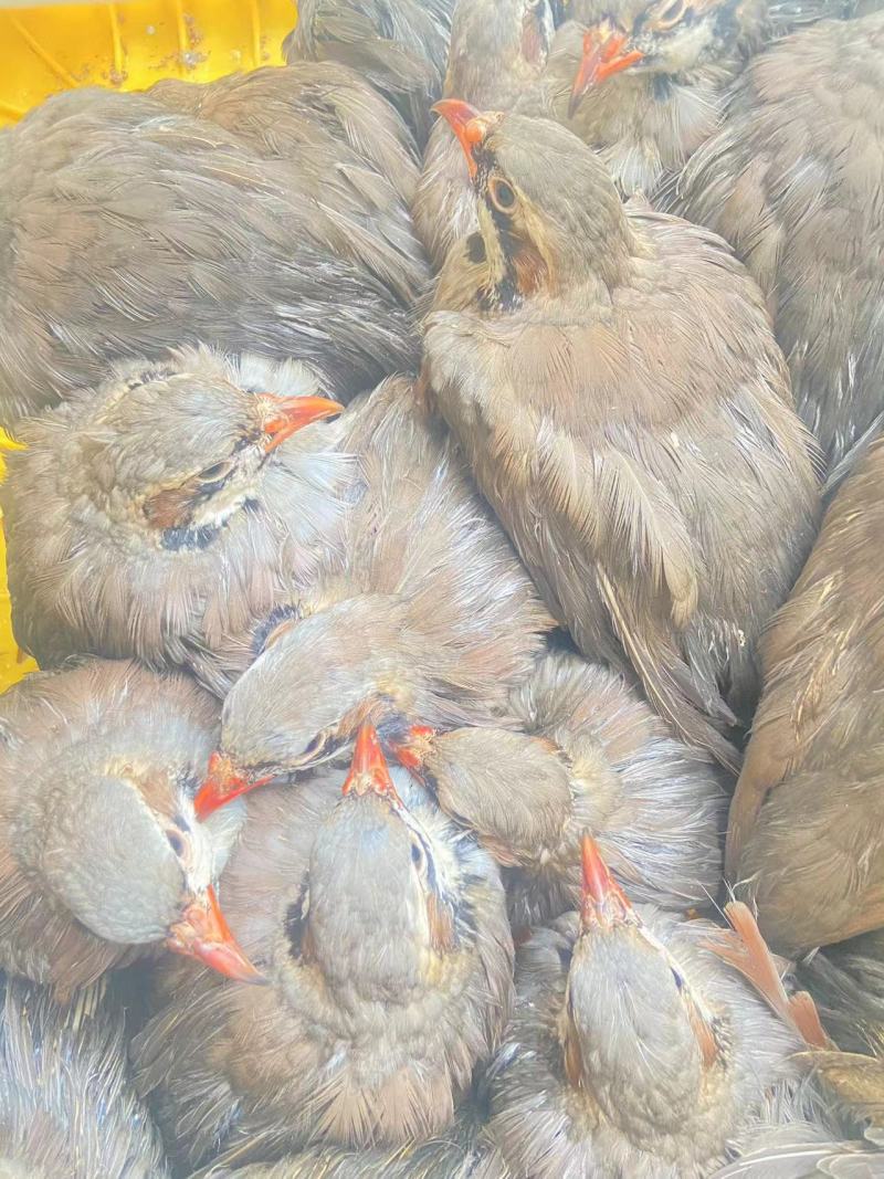 佛山鹧鸪肉基地直发量大优惠规格齐全欢迎进店咨询