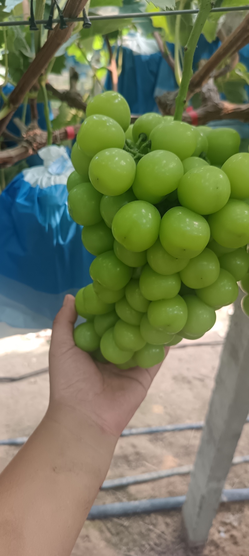 阳光玫瑰大量上市，需要的客户联系。货源充足保质保量