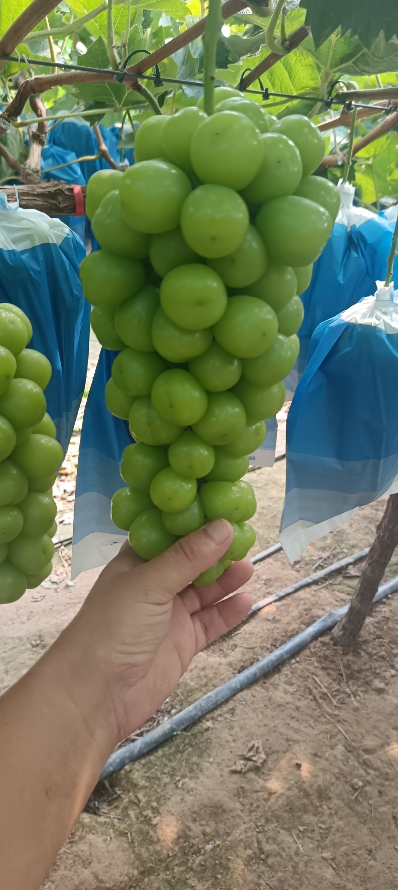 阳光玫瑰大量上市，需要的客户联系。货源充足保质保量