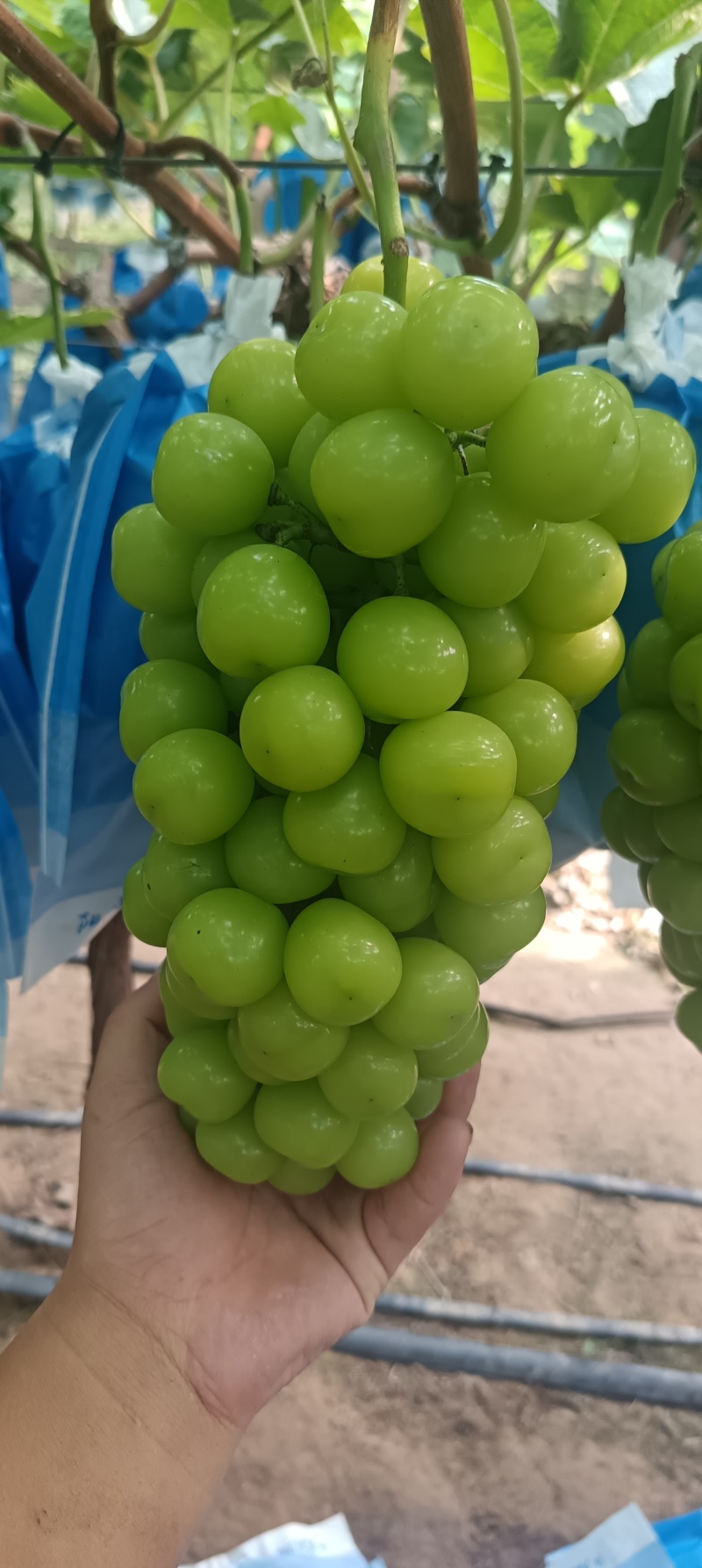 阳光玫瑰大量上市，需要的客户联系。货源充足保质保量
