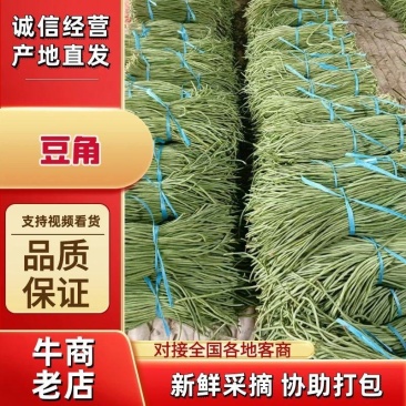 河北优质豆角大量上市货源充足品质保障欢迎电话咨询