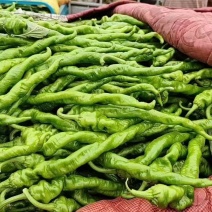 安阳螺丝椒辣椒大量上市品质好量大从优可远程选货