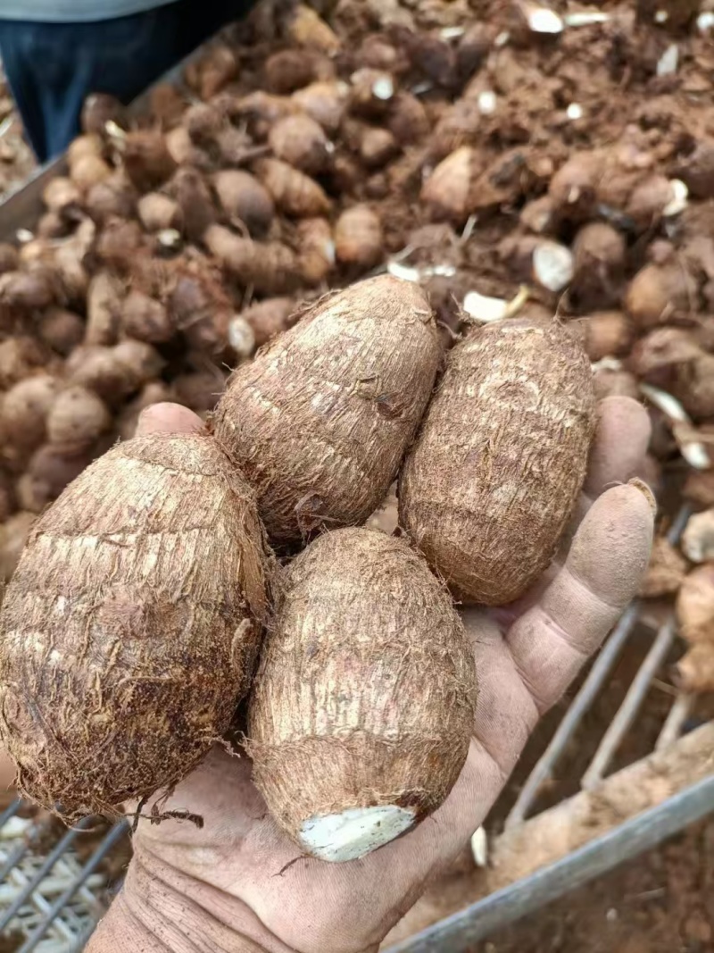 山东毛芋头8250大量上市