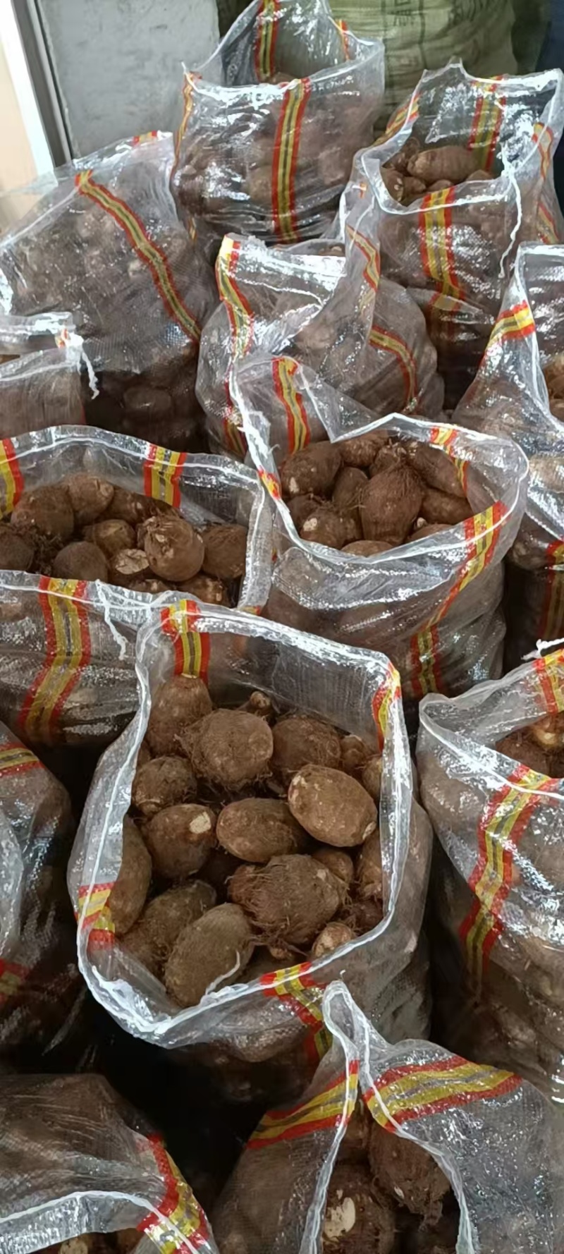 山东毛芋头8250大量上市