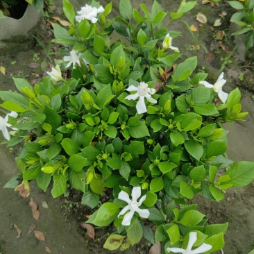 四季栀子花袋苗，适合抖音平台销售，淘宝店铺销售