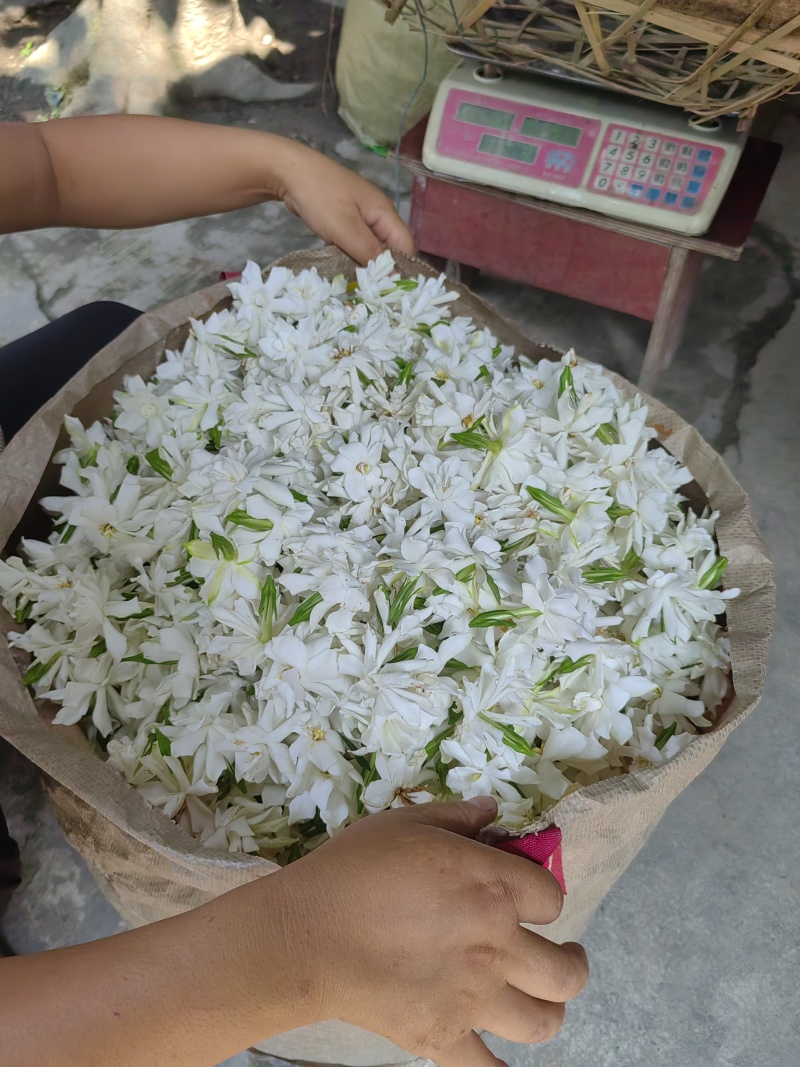 四季栀子花袋苗，适合抖音平台销售，淘宝店铺销售