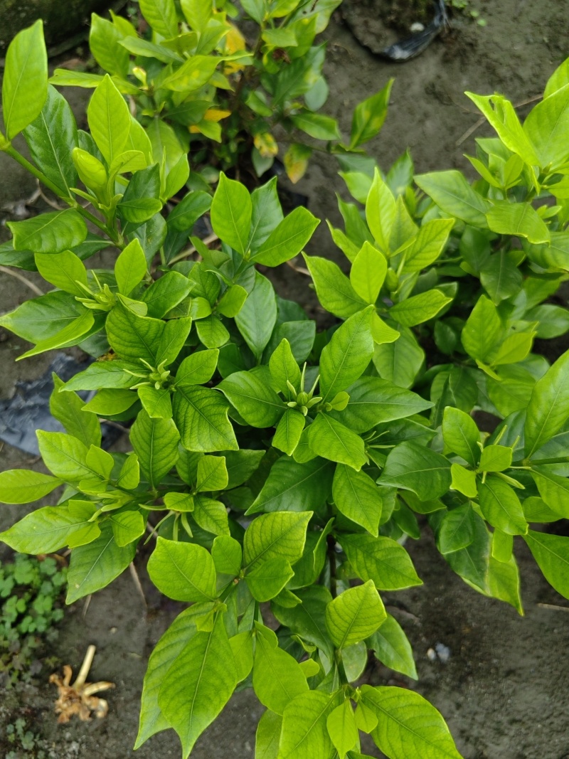 四季栀子花袋苗，适合抖音平台销售，淘宝店铺销售