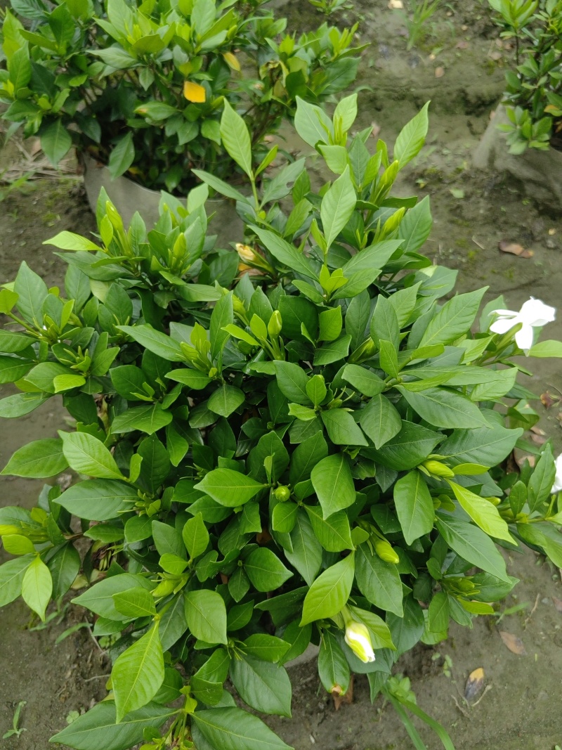 四季栀子花袋苗，适合抖音平台销售，淘宝店铺销售