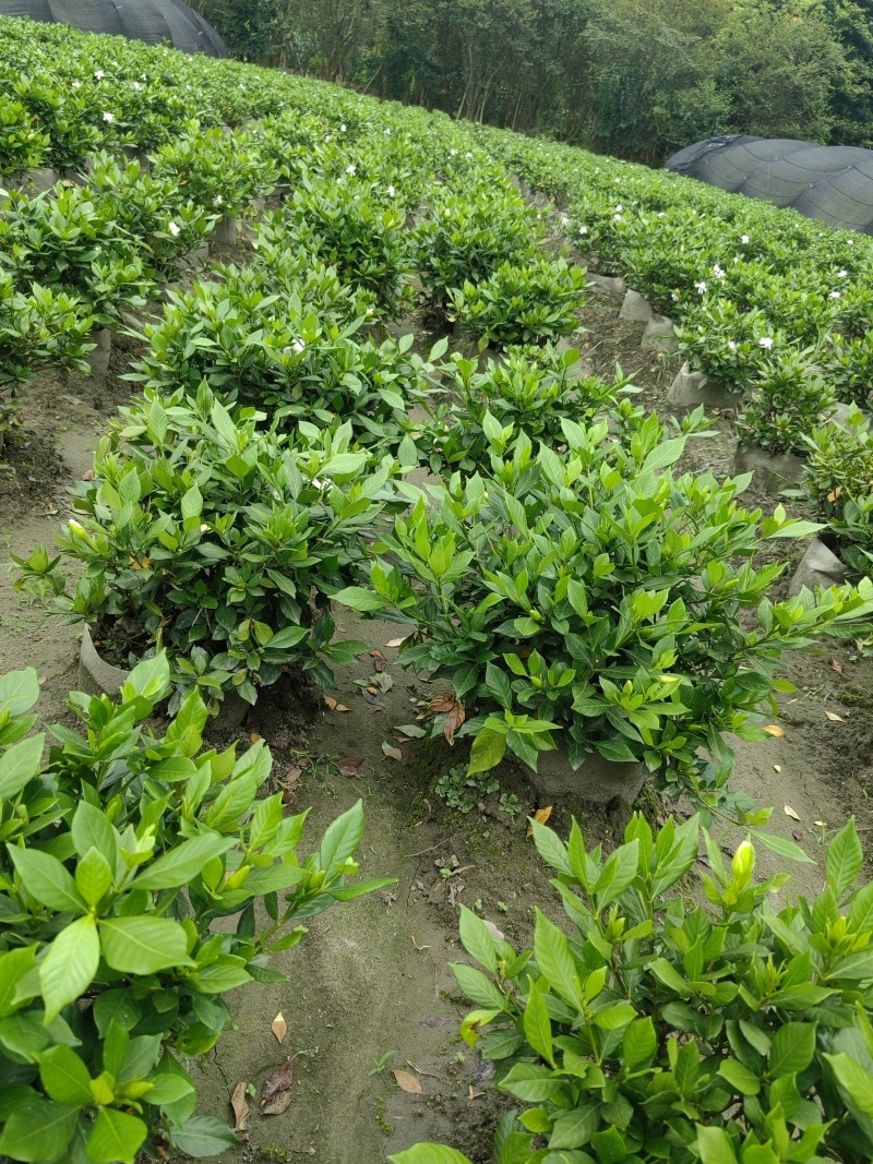 四季栀子花袋苗，适合抖音平台销售，淘宝店铺销售