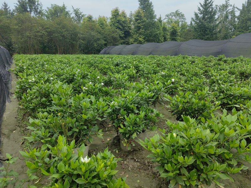 四季栀子花袋苗，适合抖音平台销售，淘宝店铺销售
