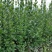 北海道黄杨16杯绿篱，围墙绿篱，一年四季常绿！耐寒耐悍，