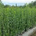 北海道黄杨16杯绿篱，围墙绿篱，一年四季常绿！耐寒耐悍，