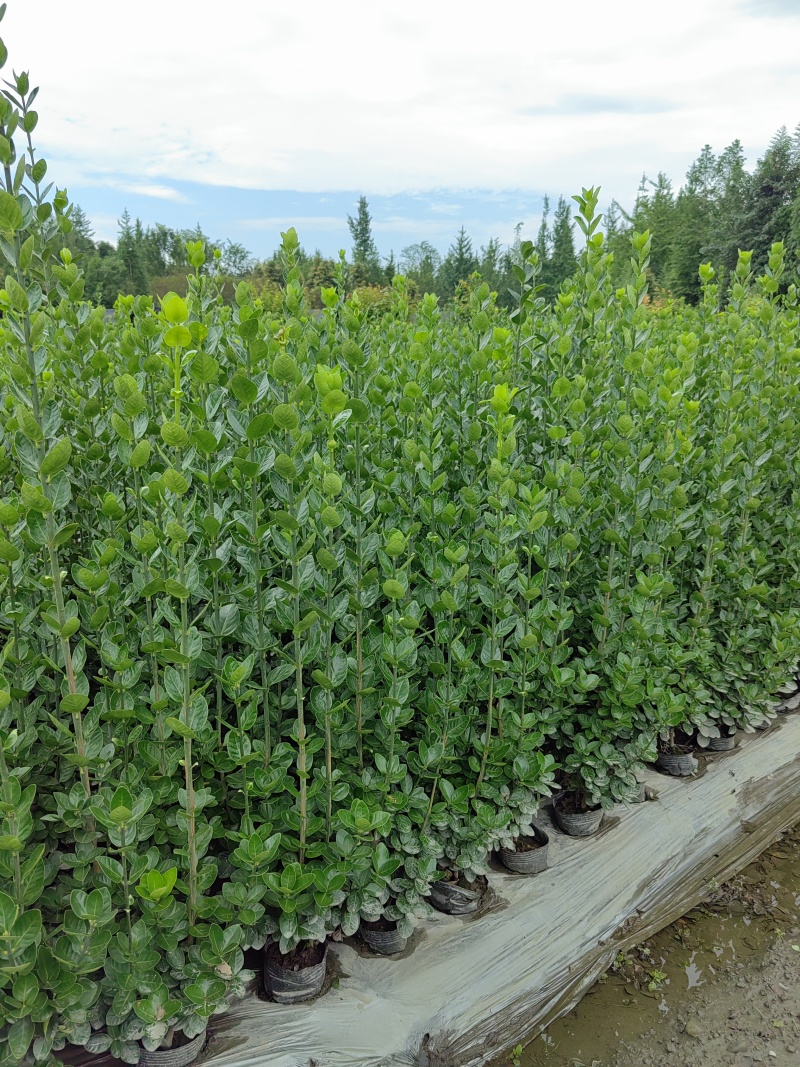 北海道黄杨16杯绿篱，围墙绿篱，一年四季常绿！耐寒耐悍，