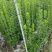 北海道黄杨16杯绿篱，围墙绿篱，一年四季常绿！耐寒耐悍，
