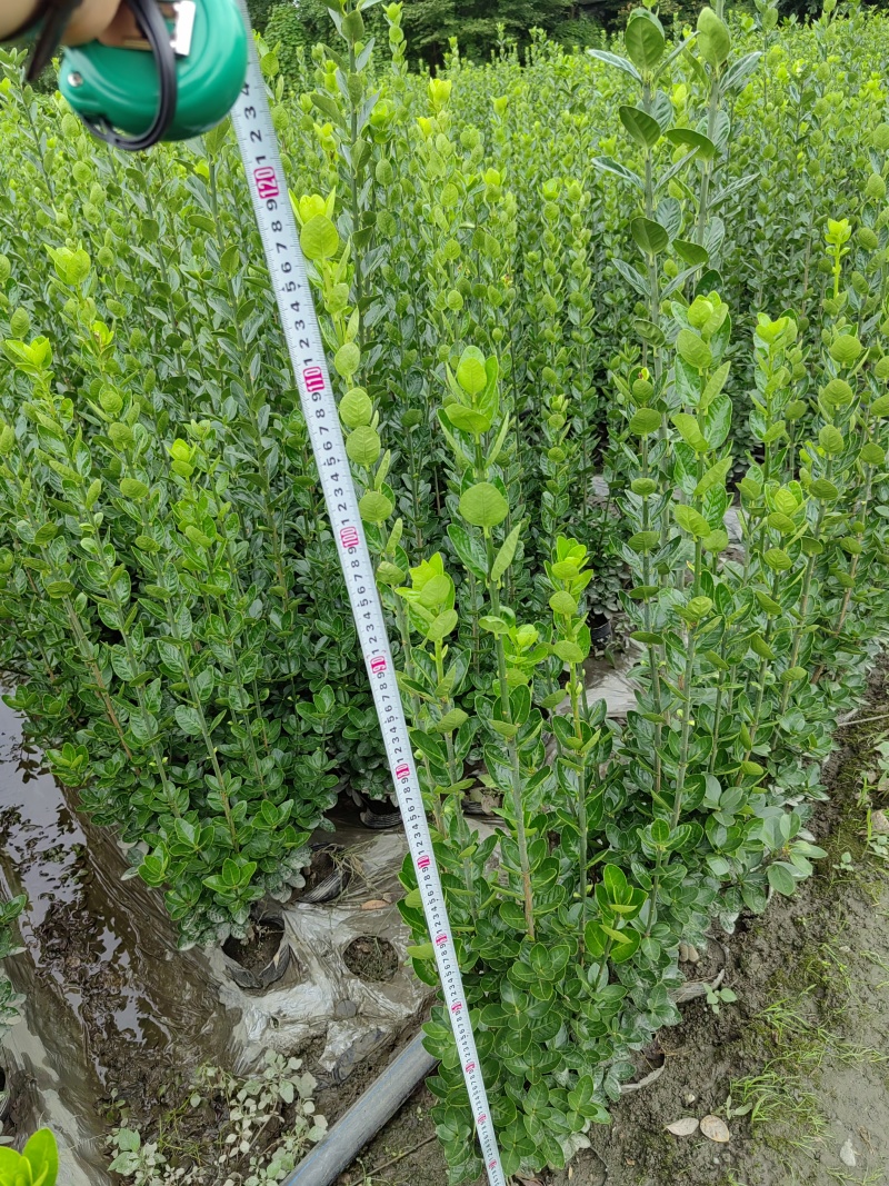 北海道黄杨16杯绿篱，围墙绿篱，一年四季常绿！耐寒耐悍，