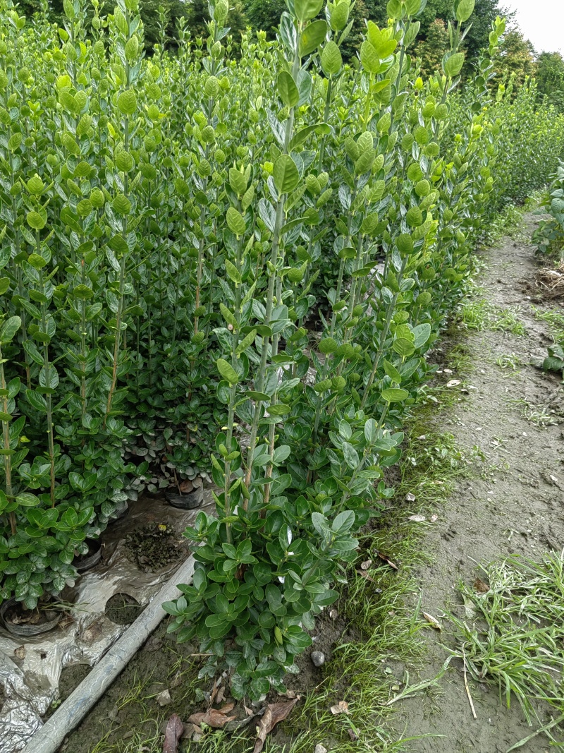 北海道黄杨16杯绿篱，围墙绿篱，一年四季常绿！耐寒耐悍，