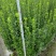 北海道黄杨16杯绿篱，围墙绿篱，一年四季常绿！耐寒耐悍，