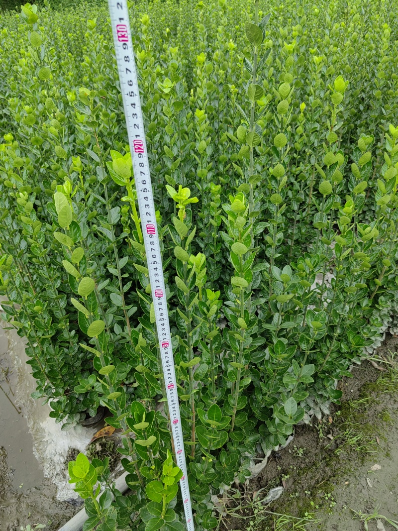 北海道黄杨16杯绿篱，围墙绿篱，一年四季常绿！耐寒耐悍，