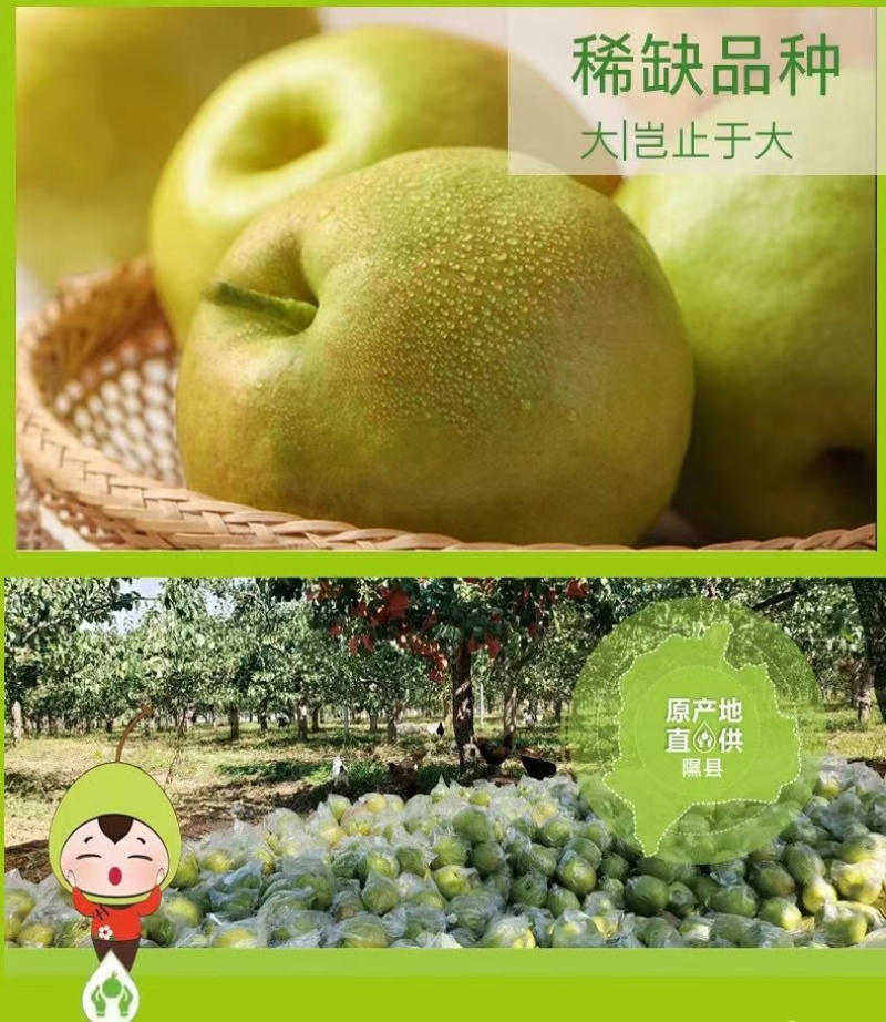 隰县玉露香梨，香梨、产地直发，皮薄、汁多、甜脆、支持电商