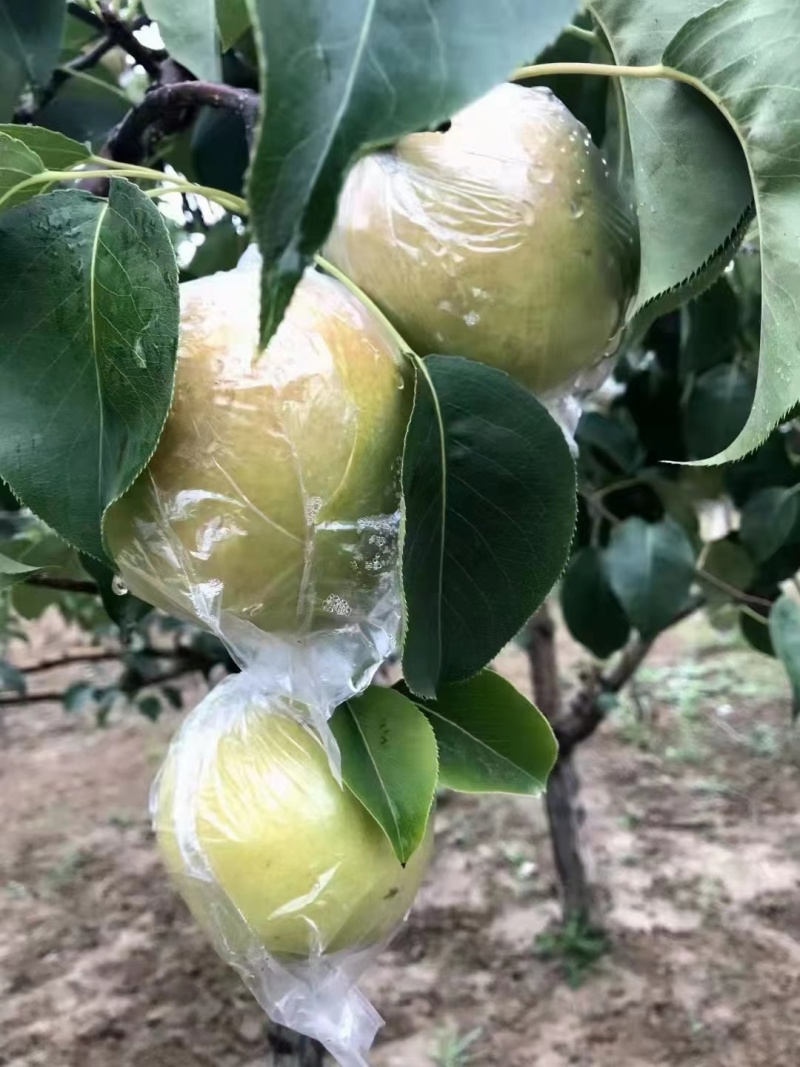 隰县玉露香梨，香梨、产地直发，皮薄、汁多、甜脆、支持电商