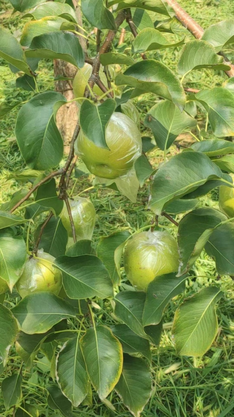 隰县玉露香梨，香梨、产地直发，皮薄、汁多、甜脆、支持电商