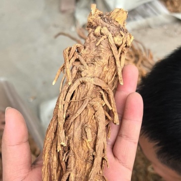 【独活】精品水洗独活，质量可靠，价格优惠，欢迎老板前来选购
