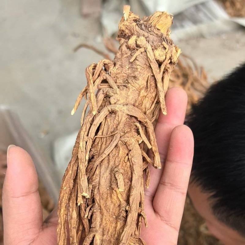 【独活】精品水洗独活，质量可靠，价格优惠，欢迎老板前来选购