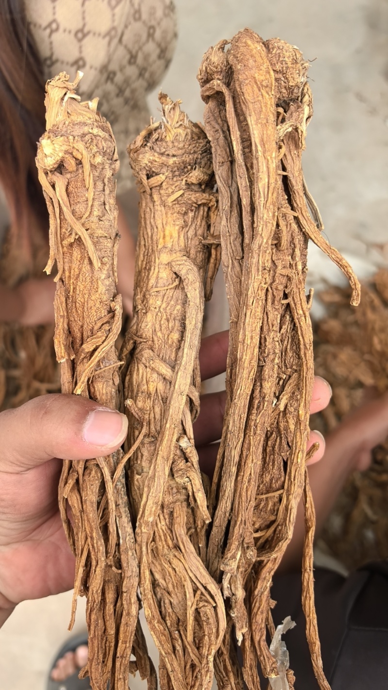 【独活】精品水洗独活，质量可靠，价格优惠，欢迎老板前来选购