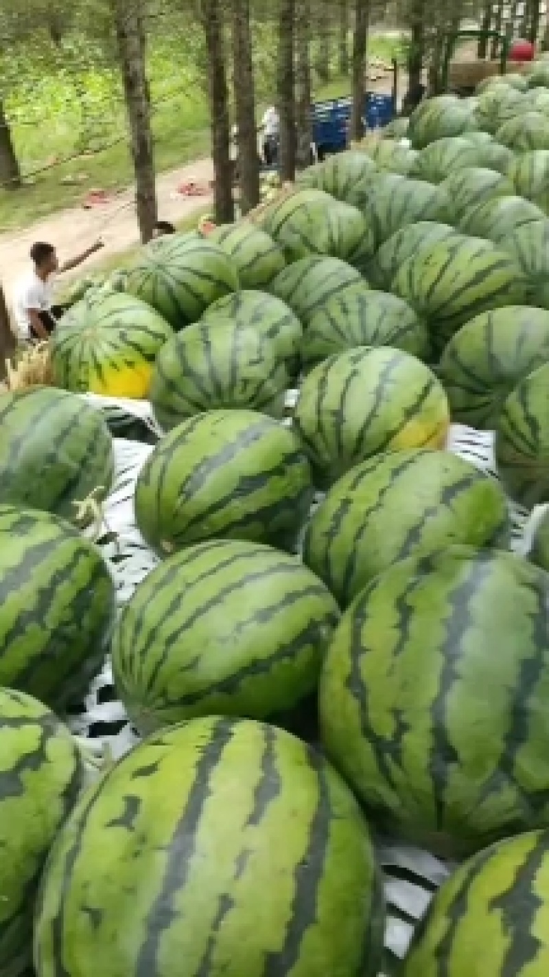 金城五号西瓜大量上市。产地是直销。一手货源。
