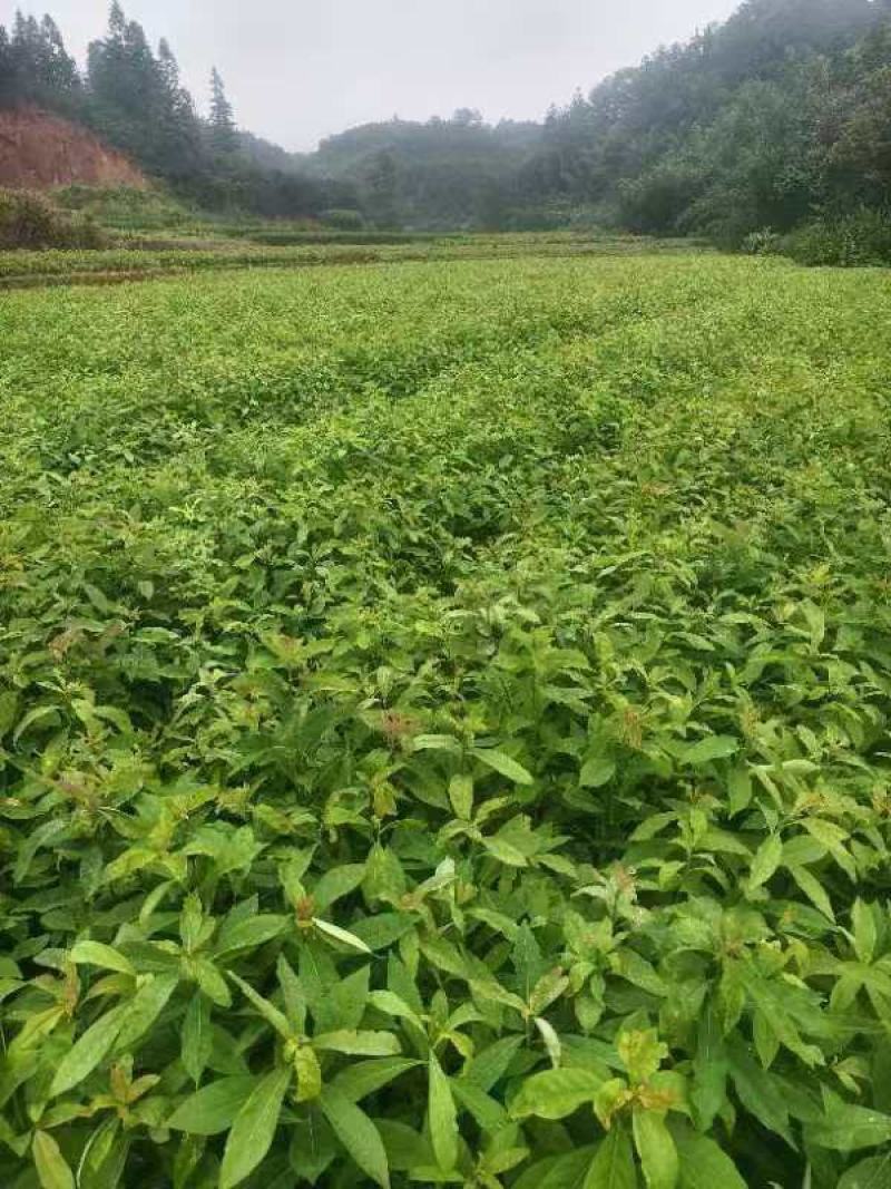 木荷杯苗30公分以上