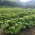 木荷杯苗30公分以上