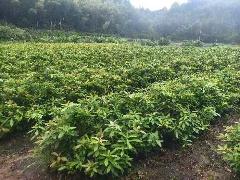 木荷杯苗30公分以上