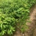 木荷杯苗30公分以上