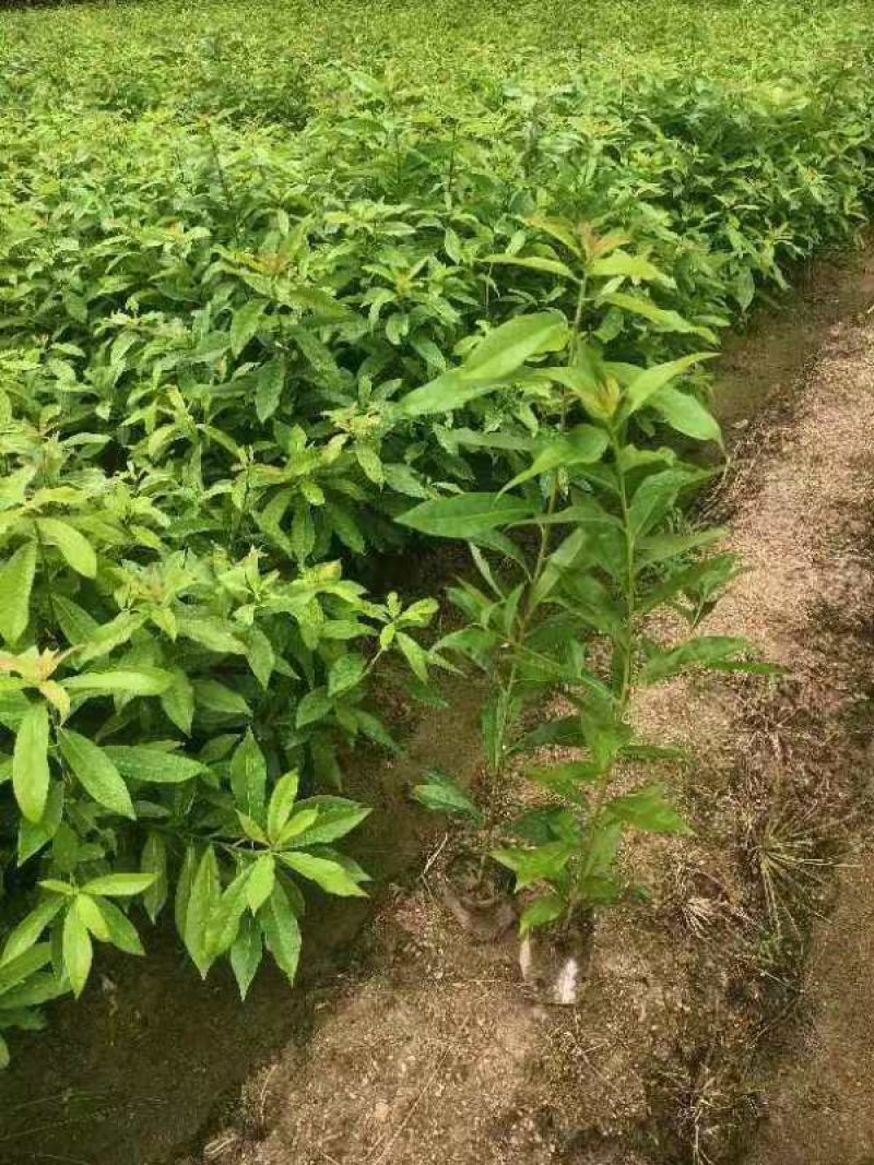木荷杯苗30公分以上