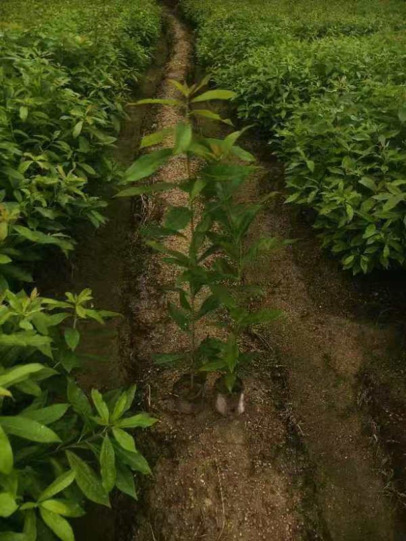 木荷杯苗30公分以上