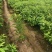 木荷杯苗30公分以上