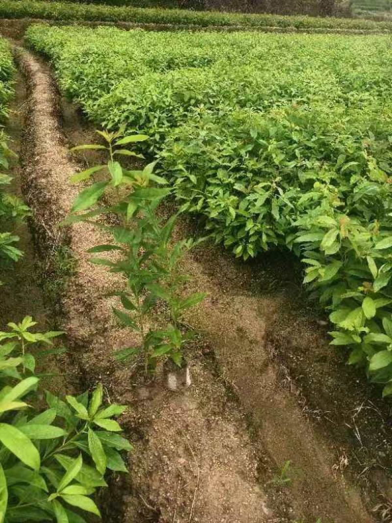木荷杯苗30公分以上